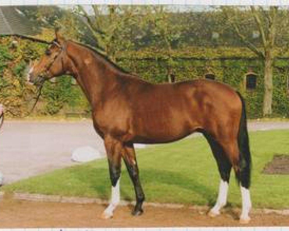 stallion Wallenberg (Westphalian, 1990, from Weinberg)