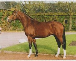 stallion Wallenberg (Westphalian, 1990, from Weinberg)