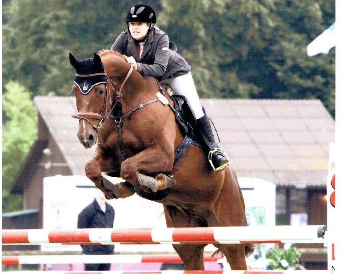 Springpferd Champ of Classic (Hannoveraner, 2004, von Charon)