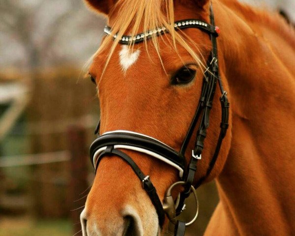 dressage horse Images Blonde IMP (Quarter Horse, 2002)