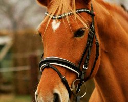 Dressurpferd Images Blonde IMP (Quarter Horse, 2002)