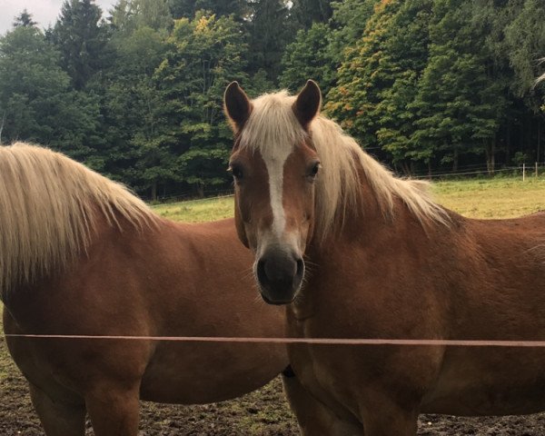 broodmare Juliane (Haflinger, 1998, from Nimrod)