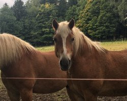 broodmare Juliane (Haflinger, 1998, from Nimrod)