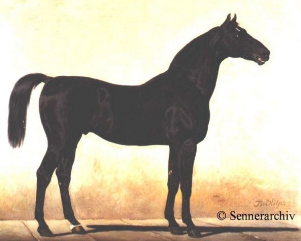 stallion Florival (unknown, 1838, from Don Cossack xx)