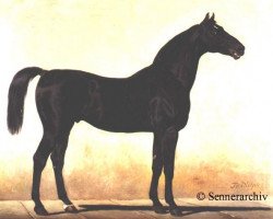 stallion Florival (unknown, 1838, from Don Cossack xx)