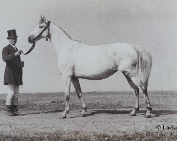 Zuchtstute Mira (Senner Pferd, 1876, von Brown Tommy xx)