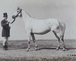 broodmare Mira (Senner horse, 1876, from Brown Tommy xx)