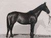 broodmare Martynika (Polish Warmblood, 1932, from Gardist xx)