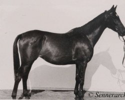 broodmare Martynika (Polish Warmblood, 1932, from Gardist xx)