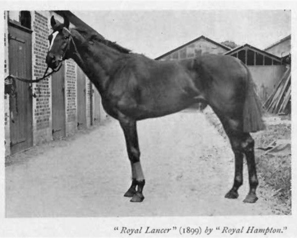 Deckhengst Royal Lancer xx (Englisches Vollblut, 1899, von Royal Hampton xx)