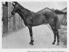 stallion Royal Lancer xx (Thoroughbred, 1899, from Royal Hampton xx)