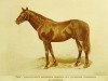 stallion Gaga xx (Thoroughbred, 1889, from Galopin xx)