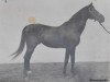 stallion Gardist xx (Thoroughbred, 1916, from Gaga xx)