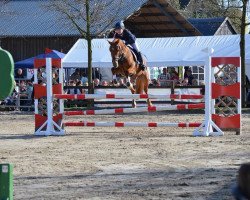 jumper Diva 528 (German Riding Pony, 2006, from Dreamcatcher)