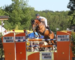 Deckhengst Davidoff V. Schl'Hof CH (Schweizer Warmblut, 2002, von Karondo vom Schlösslihof)