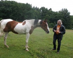 Pferd Thunder (Wielkopolska, 1995, von Graf)