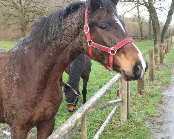 broodmare Susi (Hanoverian, 2012, from Sir Donnerhall I)