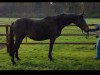 broodmare Liliana (Hanoverian, 2001, from Likoto xx)