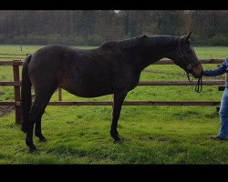 broodmare Liliana (Hanoverian, 2001, from Likoto xx)