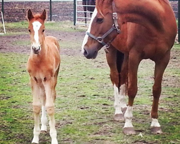 broodmare Kashina de Roman (Selle Français, 1998, from Papillon Rouge)