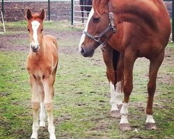 broodmare Kashina de Roman (Selle Français, 1998, from Papillon Rouge)