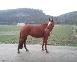 broodmare Wencke K (Hanoverian, 2005, from Weltmeyer)