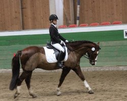 dressage horse Chesterfield 38 (Welsh-Pony (Section B), 2008, from Cedrik)