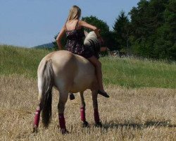 broodmare Naomi (Fjord Horse, 2005, from Orkus)