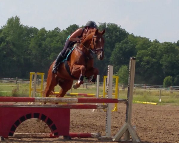 jumper Cubanito B (German Sport Horse, 2010, from Cheval de Coeur)