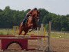 jumper Cubanito B (German Sport Horse, 2010, from Cheval de Coeur)