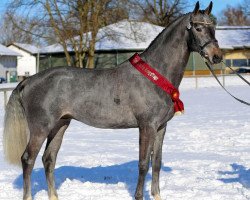 stallion Cornet's Call Out (Westphalian, 2012, from Cornet Obolensky)