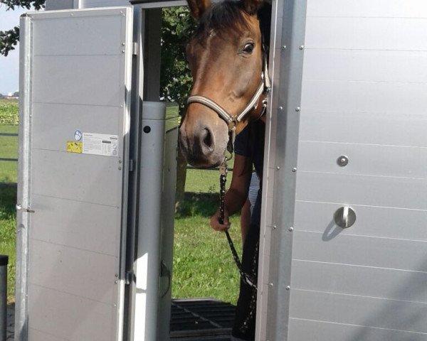 dressage horse Berthold 6 (Trakehner, 2013, from Cadeau)