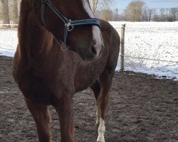 dressage horse Brisco A (German Sport Horse, 2015, from Belantis)