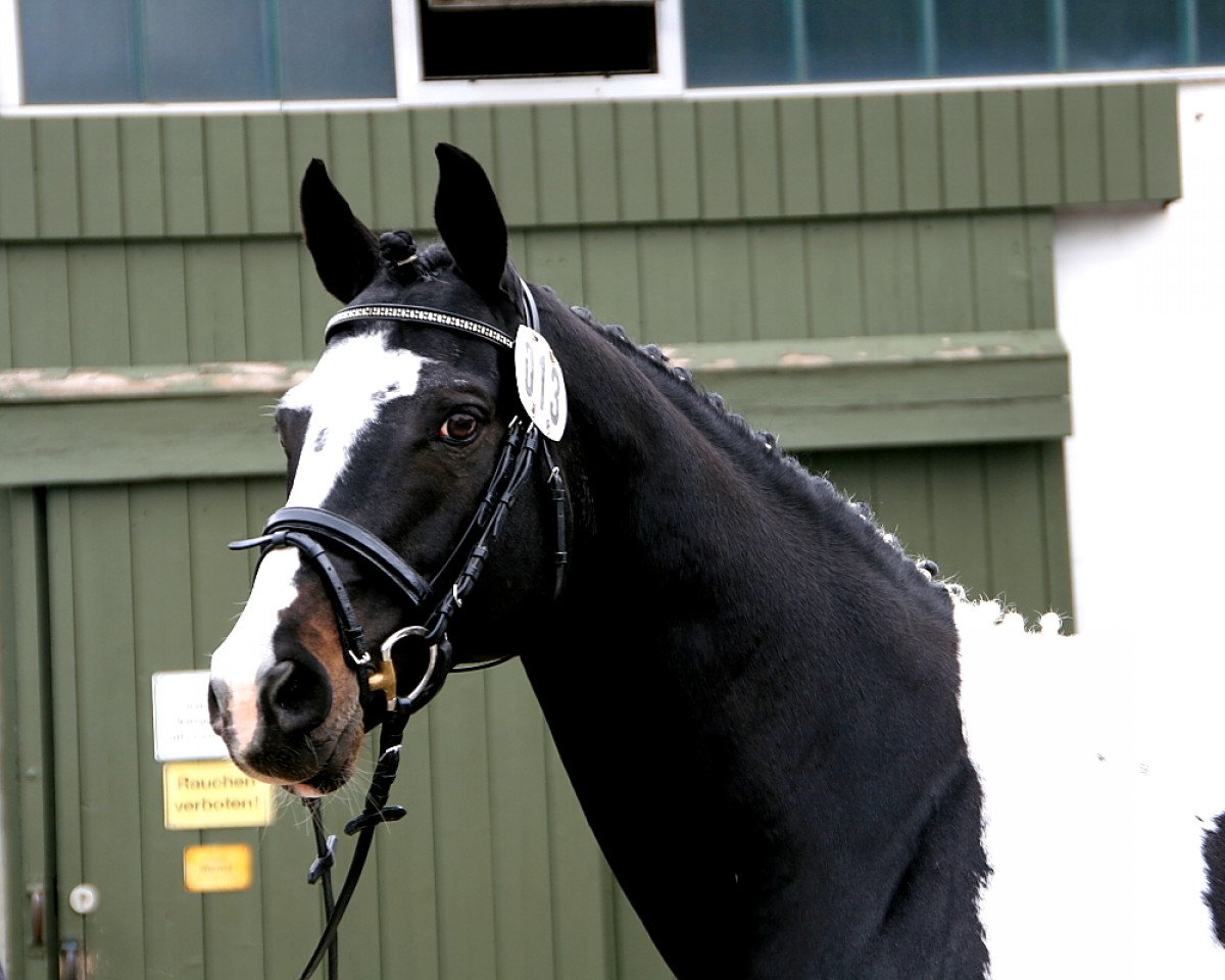Deckhengst Sunny Boy (Pinto/Hunter, 1999, von Southern Star)
