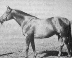 stallion Eliop (Great Poland (wielkopolska), 1961, from Traum)