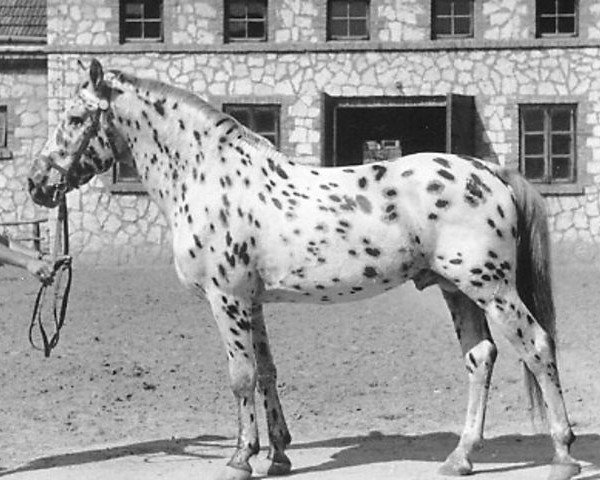 horse Tiger (Appaloosa, 1944)