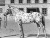 stallion Tiger (Appaloosa, 1944)