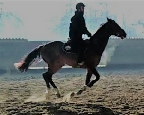 jumper C-Mouse van het Atihof SL (Zangersheide riding horse, 2013, from Costello)