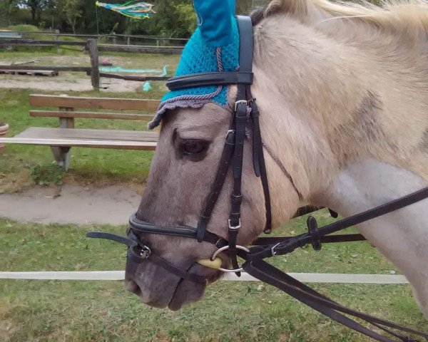 dressage horse Rusty (Duelmener, 1997)