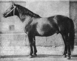 Deckhengst Boraks (Schweres Warmblut, 2009, von Faher ox)