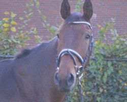 Springpferd Issie van Rossemhof (Belgisches Warmblut, 2008, von Quadrillo)