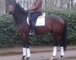 horse Caspello M (Trakehner, 2012, from Oliver Twist)