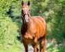 dressage horse Aron 298 (Westphalian, 2007, from Arpeggio)