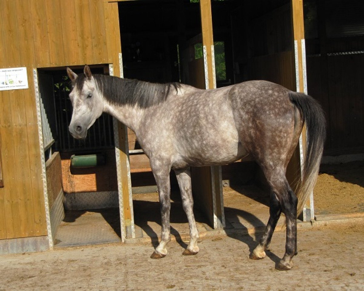 broodmare Lala (Anglo-Arabs, 2013, from Embaras)