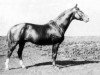 stallion Grot ex Garibaldi (Trakehner, 1935, from Hyperion)