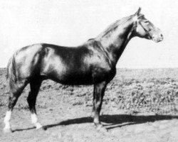 stallion Grot ex Garibaldi (Trakehner, 1935, from Hyperion)