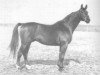 stallion Gont 586 FIN (Great Poland (wielkopolska), 1969, from Colombo)