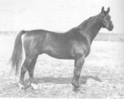 stallion Gont 586 FIN (Great Poland (wielkopolska), 1969, from Colombo 3363)