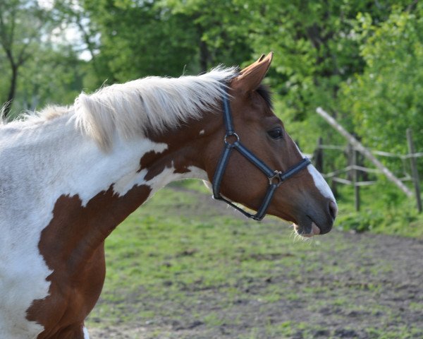 broodmare Candy M (German Warmblood, 2013, from Swiss Made)