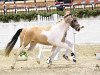 Deckhengst Mr. Obi-Wan MDH (Deutsches Reitpony, 2014, von FS Mr. Right)